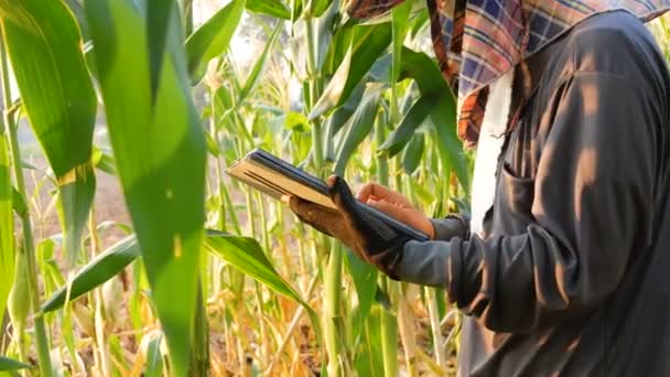 Jóvenes Agricultores Monitorean Crecimiento Los Árboles Maíz Utilizando Tecnología Para — Vídeos de Stock