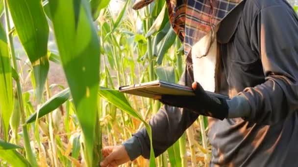 Jóvenes Agricultoras Están Siguiendo Crecimiento Los Árboles Maíz Con Tecnología — Vídeos de Stock