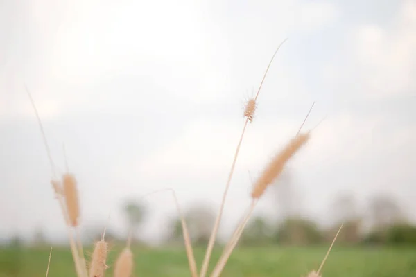 Flores de hierba seca en la naturaleza verde — Foto de Stock