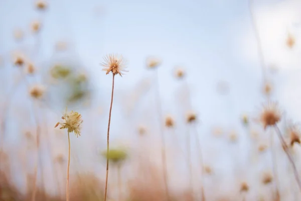 Flores herbáceas secas sobre fondo borroso y luz solar suave en th — Foto de Stock