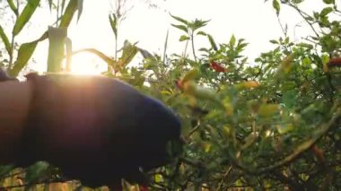 Chili, sabahleyin güneş ışığı ile dalları üzerinde toplama çiftçi kapatın