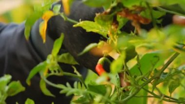 Çiftçiler ağaca biber tohumları tespit etti