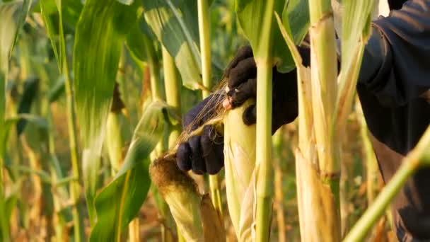 农民剥去树干上的玉米 并爆发 — 图库视频影像