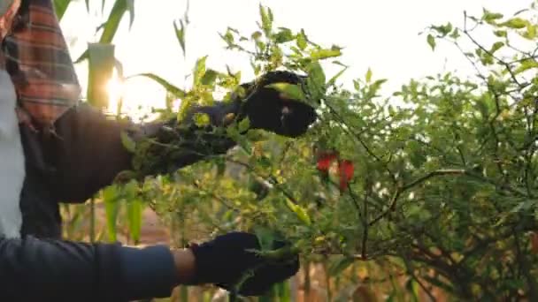 Boeren Verzamelen Van Chili Pellets Takken Met Zon — Stockvideo
