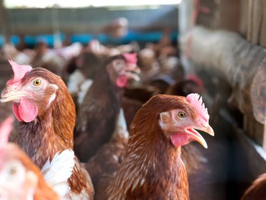 Tavuk çiftliği ve arka plan bulanık