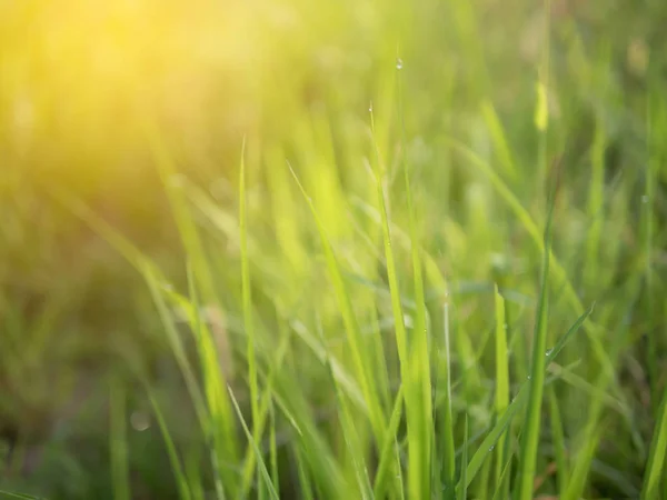 Dew on grass filed on the morning with sunray — Stok Foto