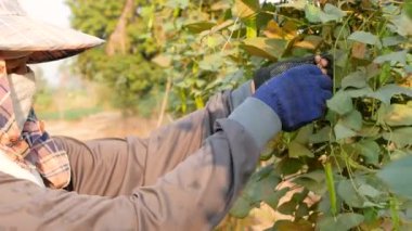 Kadın çiftçi kanatlı fasulye toplama