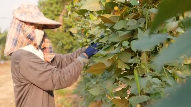 Agricultora Recogiendo Frijol Alado Granja — Vídeos de Stock