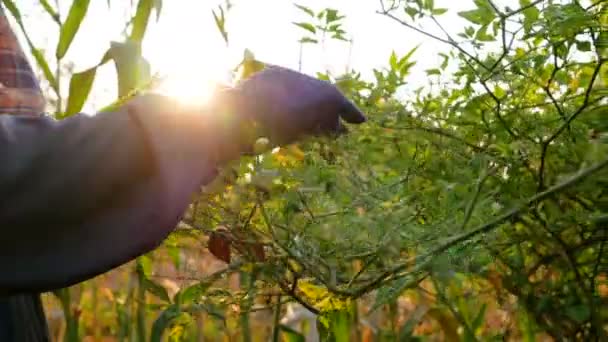 Руки Фермера Собирает Гранулы Чили Ветках — стоковое видео