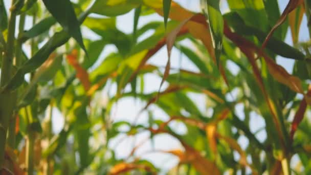 Vervaagd Bokeh Corn Bladeren Met Wind Zonlicht — Stockvideo