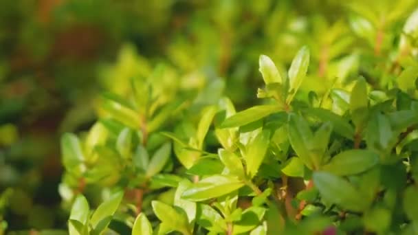 Cuphea Hyssopifolia Kunth Güneş Işığı Ile Çiçekler Genç Sürgünleri Kaynatın — Stok video