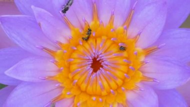 Küçük arı mor lotus polen kanal içinde tırmanma kapatın.