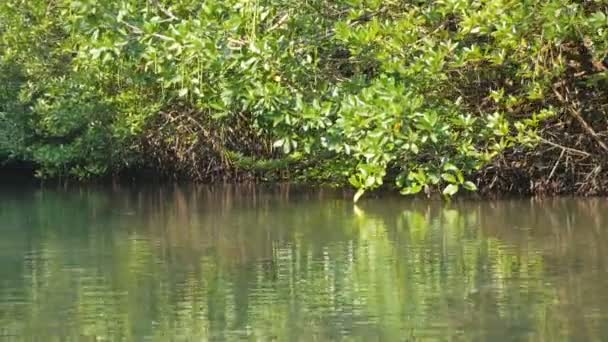 Mangrovenwald Mit Sonnenlicht Und Reflexion Auf Dem Wasser — Stockvideo