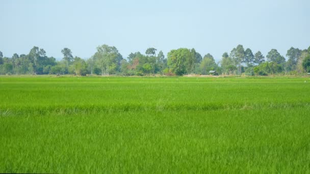 Пейзаж Зеленые Рисовые Поля Ветром — стоковое видео