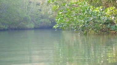 Güneş ışığı ve su yansıması ile mangrov orman