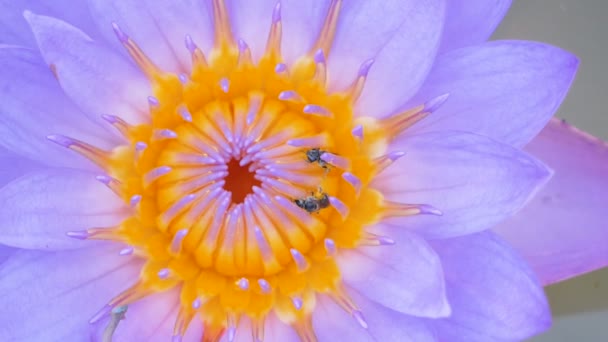 Nahaufnahme Kleiner Bienen Die Den Violetten Lotuspollen Kanal Erklimmen — Stockvideo