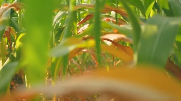 marche dans la ferme de maïs avec des feuilles vertes et jaunes 