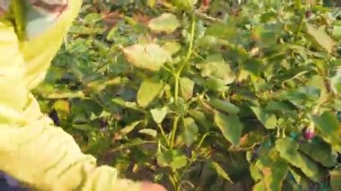 Çiftçi sabah bahçede patlıcan topluyor