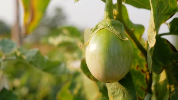 Закрыть Зеленый Баклажан Solanum Xanthoparpum Солнечным Светом Баклажан Можно Шашлык — стоковое видео