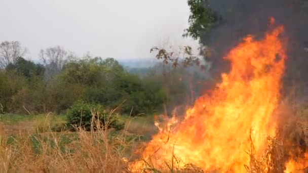 Het Vuur Dat Het Gras Verbrandt Zal Zich Verspreiden Naar — Stockvideo