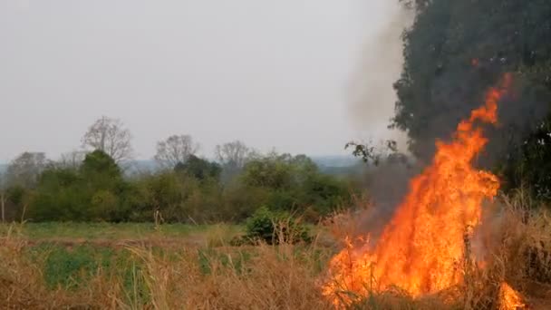 Le feu qui brûle l'herbe se répandra dans la forêt. Ce qui causera beaucoup de dégâts et de dangers .