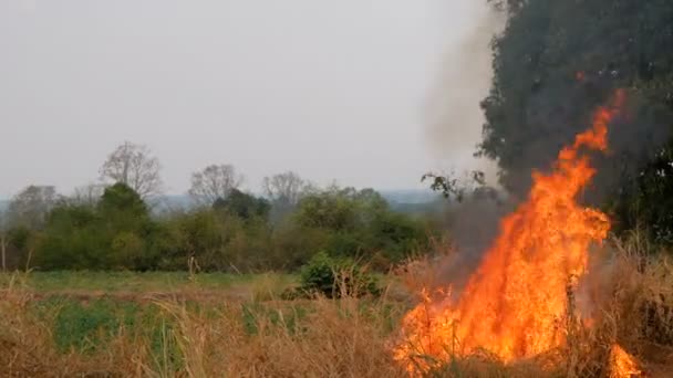 Het Vuur Dat Het Gras Verbrandt Zal Zich Verspreiden Naar — Stockvideo