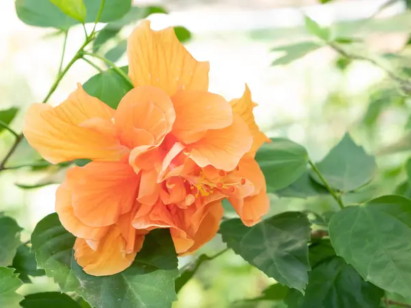 Orangefarbene Schuhblume oder chinesische Rose — Stockfoto