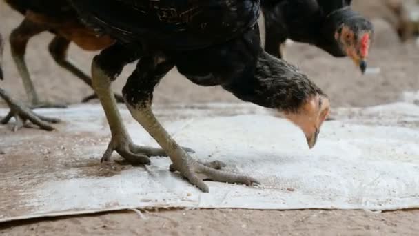 Poulet manger des grains sur le sol 