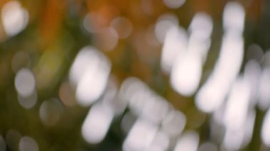 Bulanık hindistan cevizi yaprakları ile soyut arka plan ve bokeh