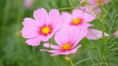 Rüzgar tarafından salıncak ile bahçe arazi Cosmos çiçek