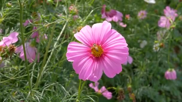 Маленька Бджола Зараз Пахне Пилком Рожевих Квітів Космосу — стокове відео