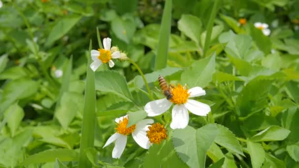 Mała Pszczoła Zapach Pyłku Białych Kwiatów Trawy — Wideo stockowe