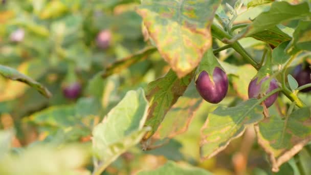 ナスは多くの季節の低木として食べることができる野菜です — ストック動画