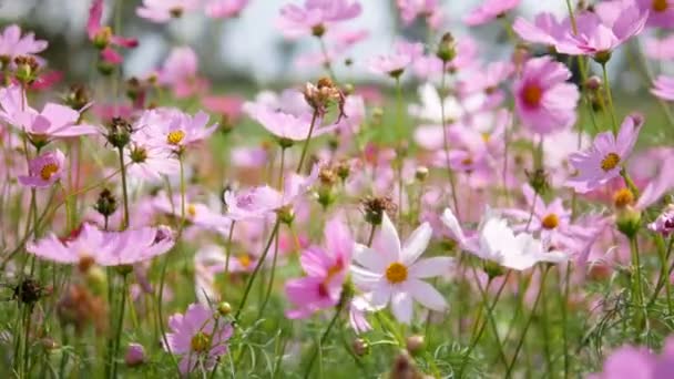 風に揺れる庭の土地のコスモスの花 — ストック動画