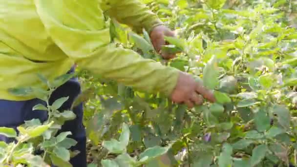 Çiftçi Bahçede Patlıcan Topluyor — Stok video