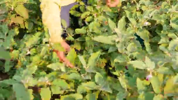 Αγρότης Μαζεύοντας Μελιτζάνες Στον Κήπο — Αρχείο Βίντεο