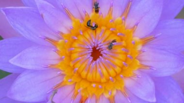 Mor nilüfer polenleri üzerinde yakın arılar
