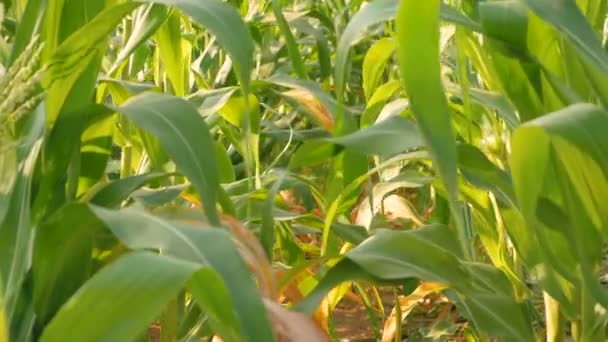 Hojas Maíz Viento Con Luz Solar Finca — Vídeo de stock