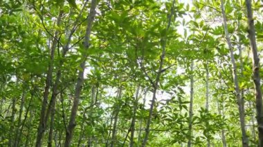 Mangrov ağacı ve güneş ışığı