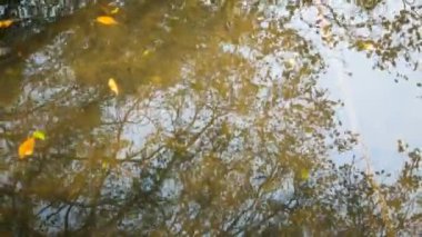 Sudaki ağaçların yansımaları.