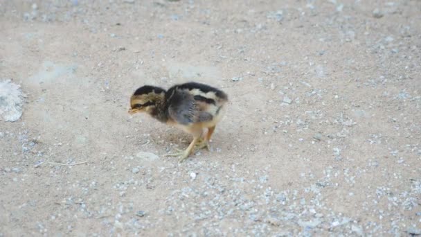 Kleine Küken Fressen Und Gehen Auf Dem Boden — Stockvideo