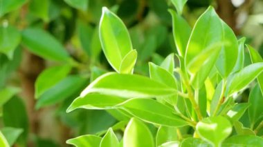 Banyan Ağacı veya Ficus Bengalensis güneş ışığı ile rüzgar tarafından salıncak. Yaprakları yaraları n tedavisinde kullanılabilir, Karaciğer hastalığı tedavisinde kullanılan Kral Vitaminler, Dalları ve yaprakları baş ağrısı olarak kullanılır.