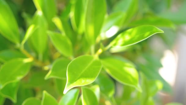 Árvore Banyan Ficus Bengalensis Balançam Pelo Vento Com Luz Solar — Vídeo de Stock