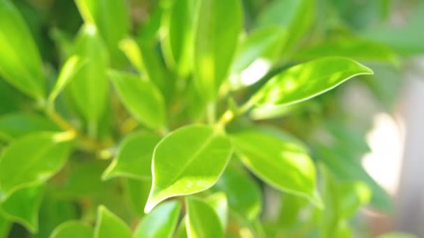 Banyan Tree nebo Ficus bengalensis se při větru houpne na slunci. Listy mohou být použity k léčbě ran, vitamíny krále používané k léčbě jaterní choroby, větve a listy jsou používány jako bolesti hlavy.