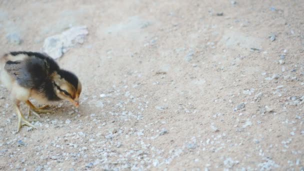 Kleine Küken Fressen Und Gehen Auf Dem Boden — Stockvideo