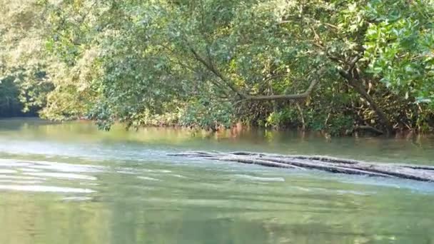 Rafting Barco Através Floresta Mangue Com Luz Solar — Vídeo de Stock