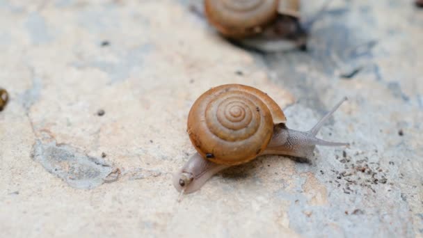 Les escargots marchent sur le sol 