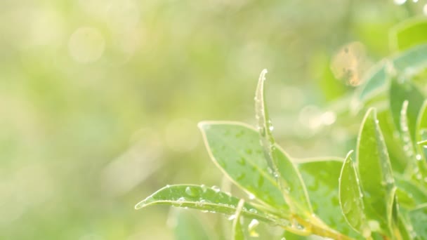 イチス アンナタの木に水滴 — ストック動画