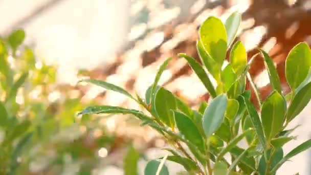 Watering Ficus Annulata Tree — Stock Video