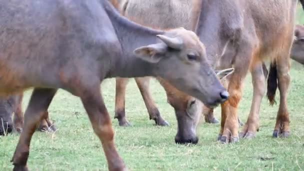 Búfalo Está Comiendo Hierba Con Lluvia Campo — Vídeos de Stock